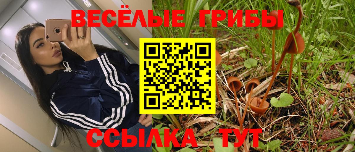 Камень-на-Оби  Галлюциногенные грибы прущие грибы  Вход с VPN  Псилоцибиновые грибы Cubensis 